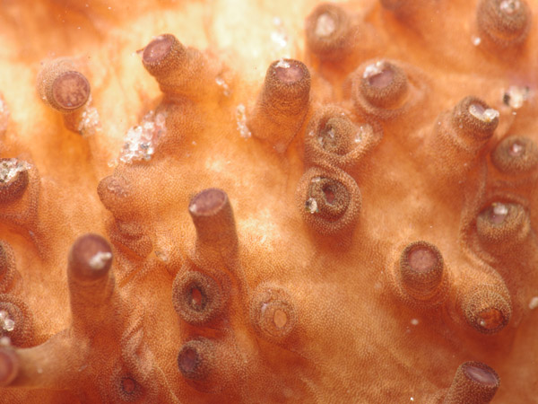 Holothuria sp.